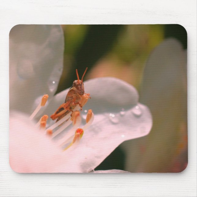 Azalea Flower And Grasshopper  Mouse Pad (Front)