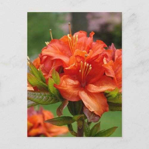 AZALEA FLOWERS 14 Orange Azaleas Cards Gifts Mugs