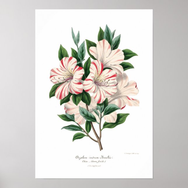 Azalea indica bealii poster (Front)