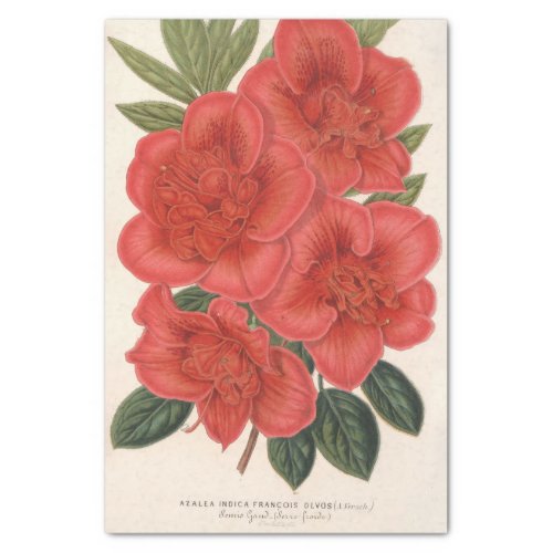 Azalea Indica Francois Devos by Charles Lemaire Tissue Paper