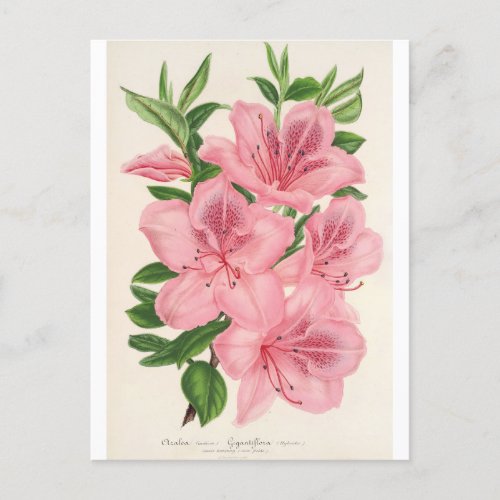 Azalea Indica Hybrida Gigantiflora by Lemaire Postcard