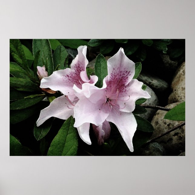 Azalea Poster (Front)