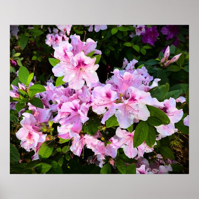 Azalea, Poster (Front)