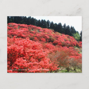 Azalea Scenery Postcard