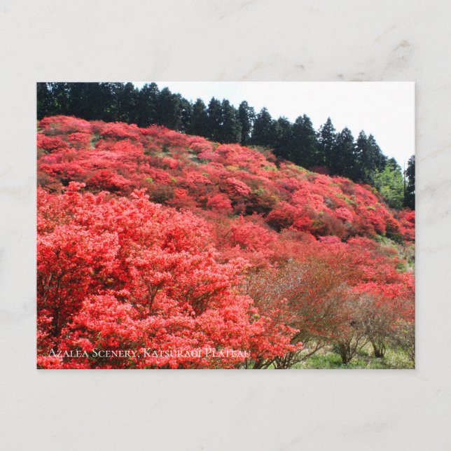 Azalea Scenery Postcard (Front)