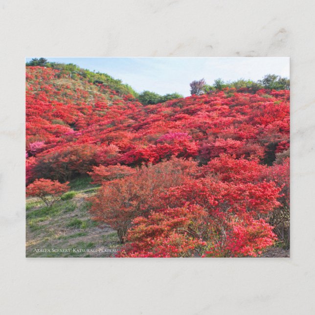 Azalea Scenery Postcard (Front)