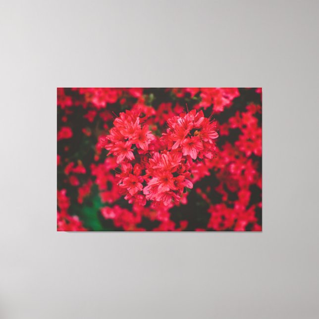 Azalea Stretched Canvas Print (Front)