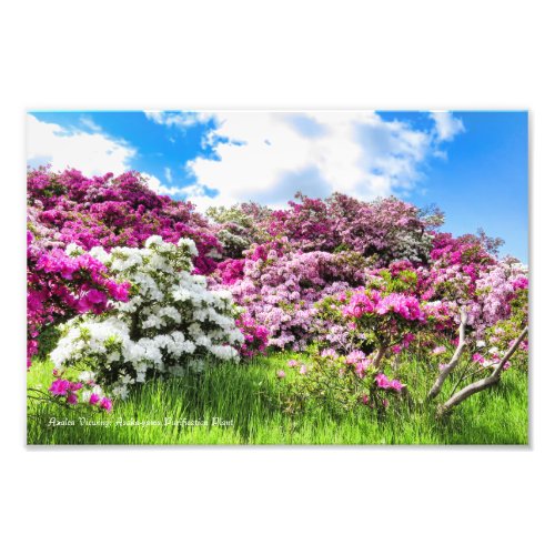 Azalea Viewing Premium Silver Salt Paper Photo Print