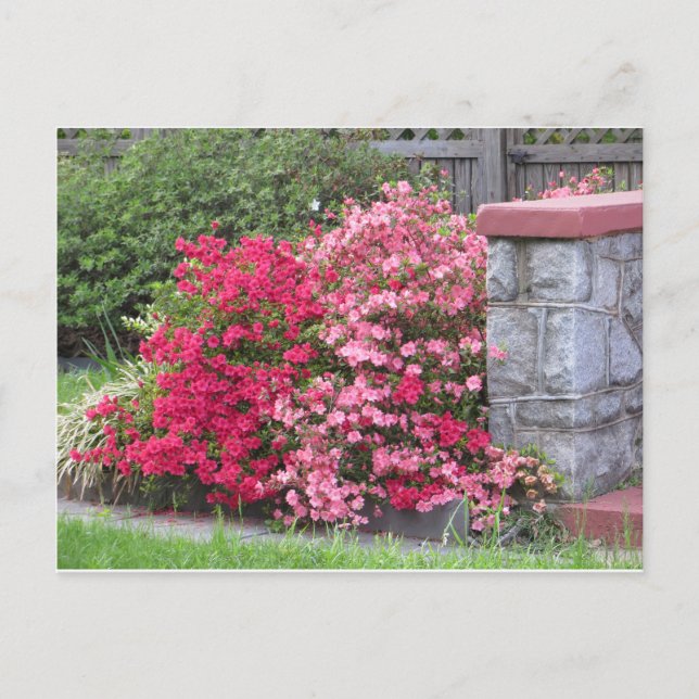 Azalea Wall Postcard (Front)