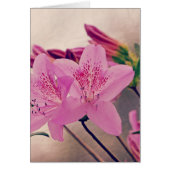 Azaleas (Front)