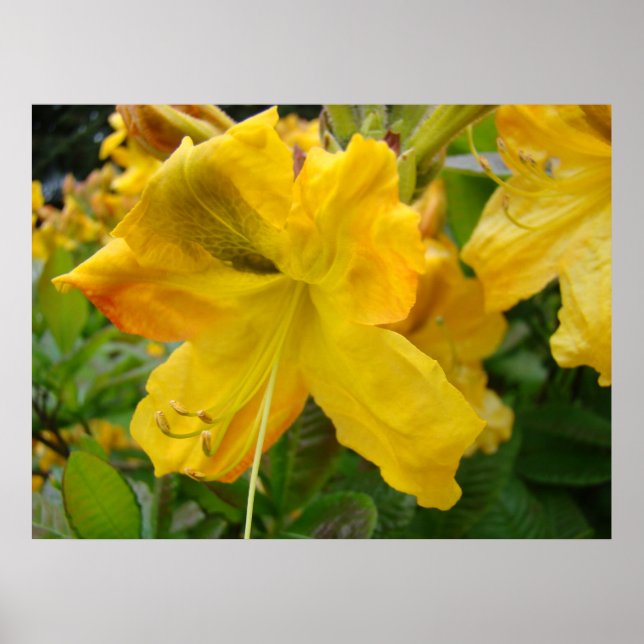 AZALEAS 10 Yellow Azalea Flowers Art Print Posters (Front)