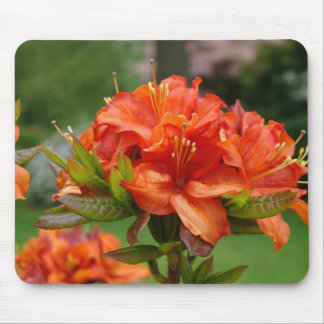 AZALEAS Azalea Flowers MOUSE PADS MOUSEPAD