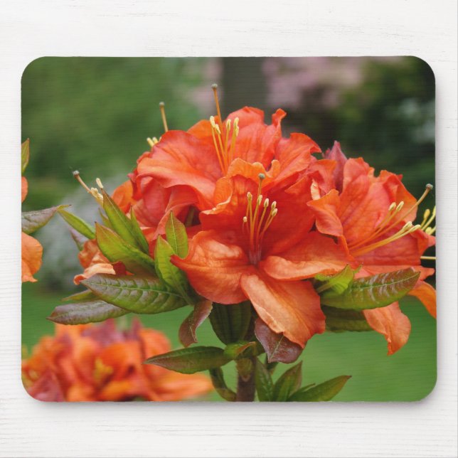 AZALEAS Azalea Flowers MOUSE PADS MOUSEPAD (Front)