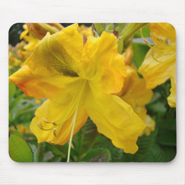 AZALEAS Azalea Flowers MOUSE PADS MOUSEPAD (Front)