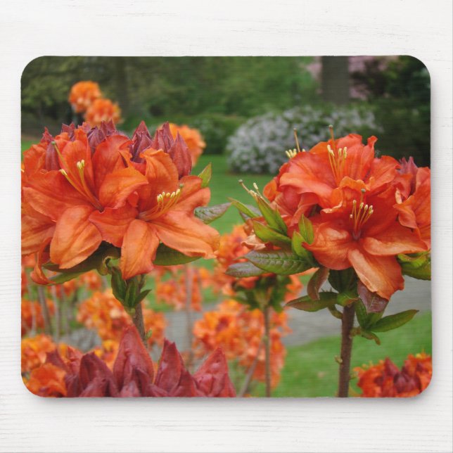 AZALEAS Azalea Flowers MOUSE PADS MOUSEPAD (Front)