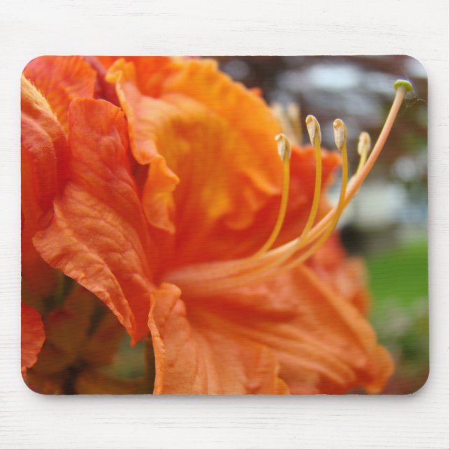 AZALEAS Azalea Flowers MOUSE PADS MOUSEPAD (Front)