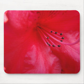 AZALEAS Azalea Flowers MOUSE PADS MOUSEPAD
