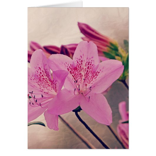 Azaleas Cards (Front)