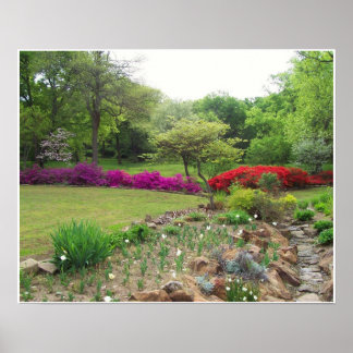 Azaleas in Oklahoma Poster