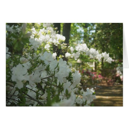 Azaleas in White Cards (Front Horizontal)