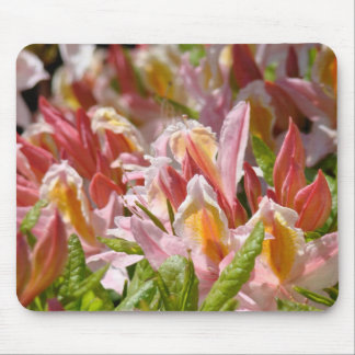 Azaleas Pink Orange MOUSEPAD Azalea Flowers