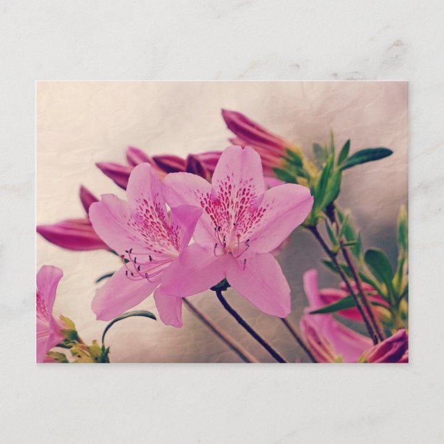 Azaleas Postcard (Front)
