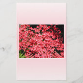 Azaleas. Pretty Pink Flowers. (Back)
