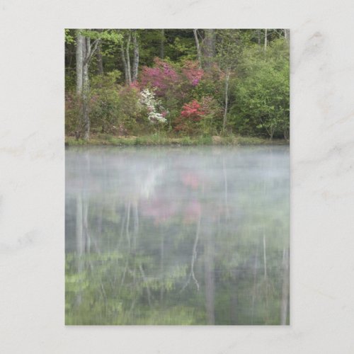 Azaleas relfecting in a pond during early postcard