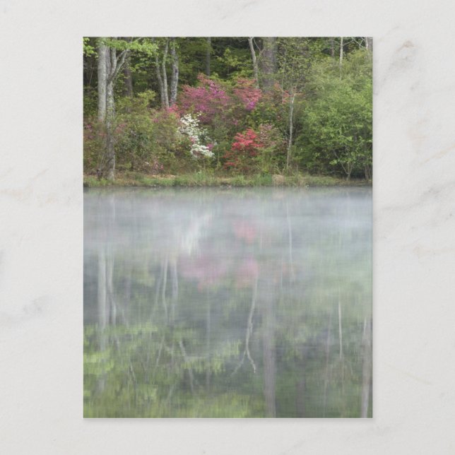 Azaleas relfecting in a pond during early postcard (Front)