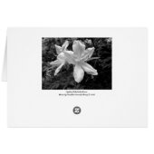 Azaleas / Rhododendrons in B&W (Back Horizontal)