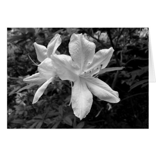 Azaleas / Rhododendrons in B&W (Front Horizontal)