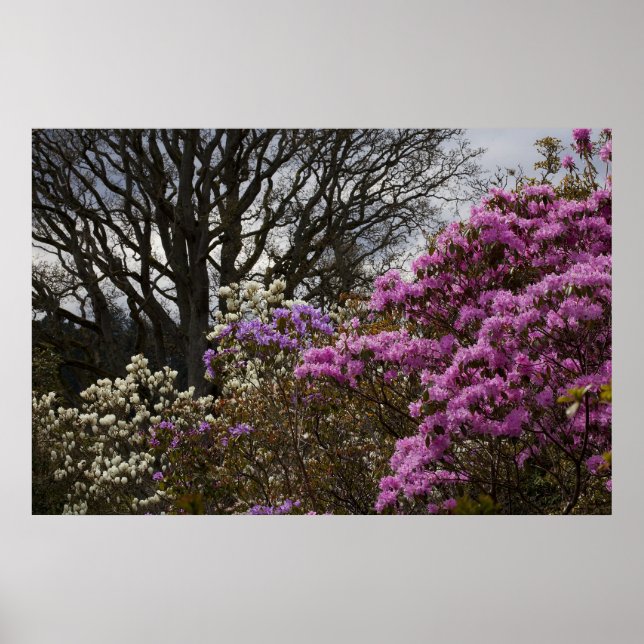 Azalia and Magnolia Poster (Front)