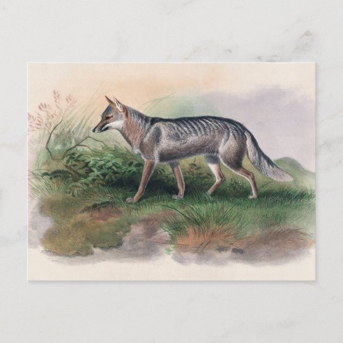 Azaras Fox by Joseph Wolf Postcard