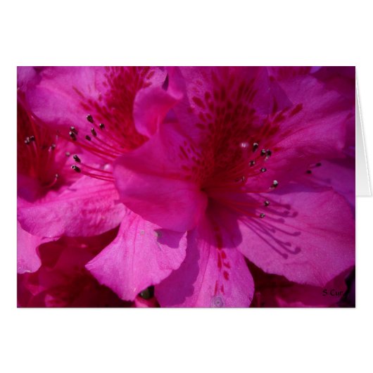 Azelea Eye, S Cyr Cards (Front Horizontal)