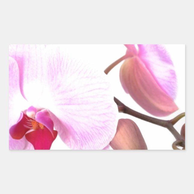 Aziza Orchid Blossoms Rectangular Sticker (Front)