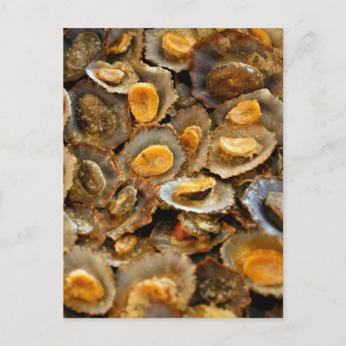 Azores limpets lapas postcard