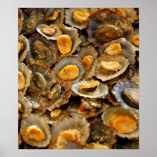 Azores limpets lapas poster