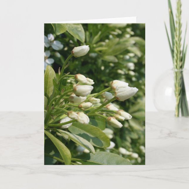 Aztec Pearl - Floral Photography Card (Front)