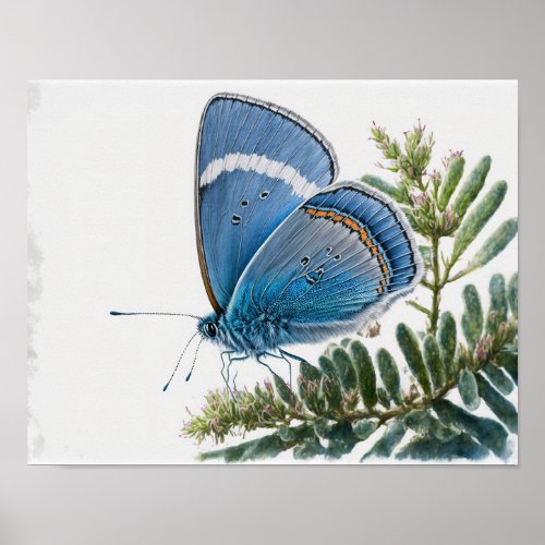 Azure Blue Butterfly Art Print Poster