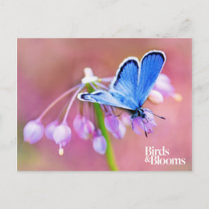 Azure Butterfly Postcard