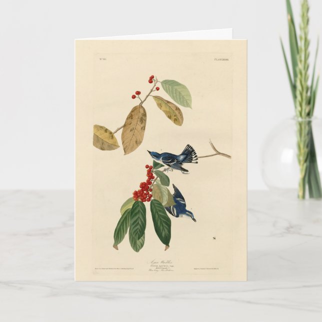 Azure (Cerulean) Warbler, Audubon Birds of America Card (Front)