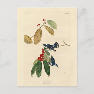 Azure (Cerulean) Warbler, Audubon Birds of America Postcard