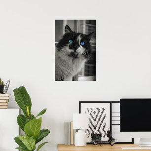 Azure Soul Blue Eyes Black and White Cat Fine Art  Poster