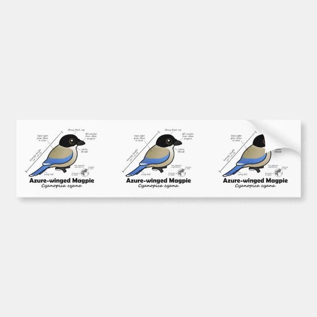 Azure-winged Magpie Statistics Bumper Sticker (Front)