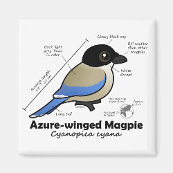 Azure-winged Magpie Statistics Square Magnet