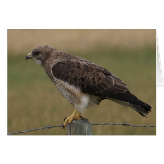 B10 Swainson's Hawk Cards (Front Horizontal)