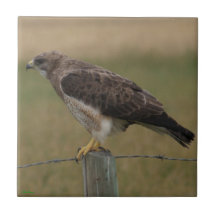 B10 Swainson's Hawk on Old Fence Post