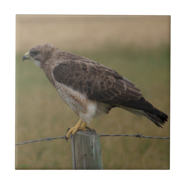 B10 Swainson's Hawk on Old Fence Post Tile (Front)