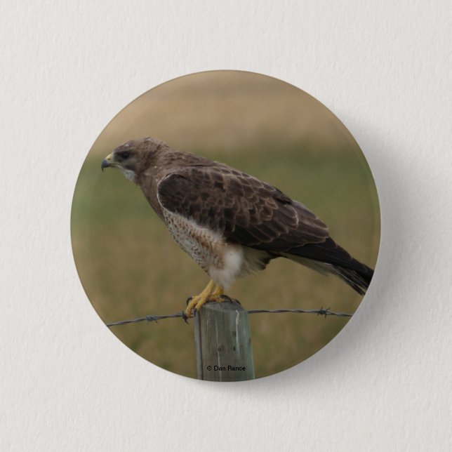 B10 Swainson's Hawk Pinback Button (Front)