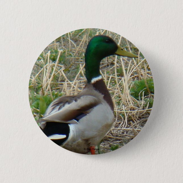 B12 Mallard Duck Drake Button (Front)